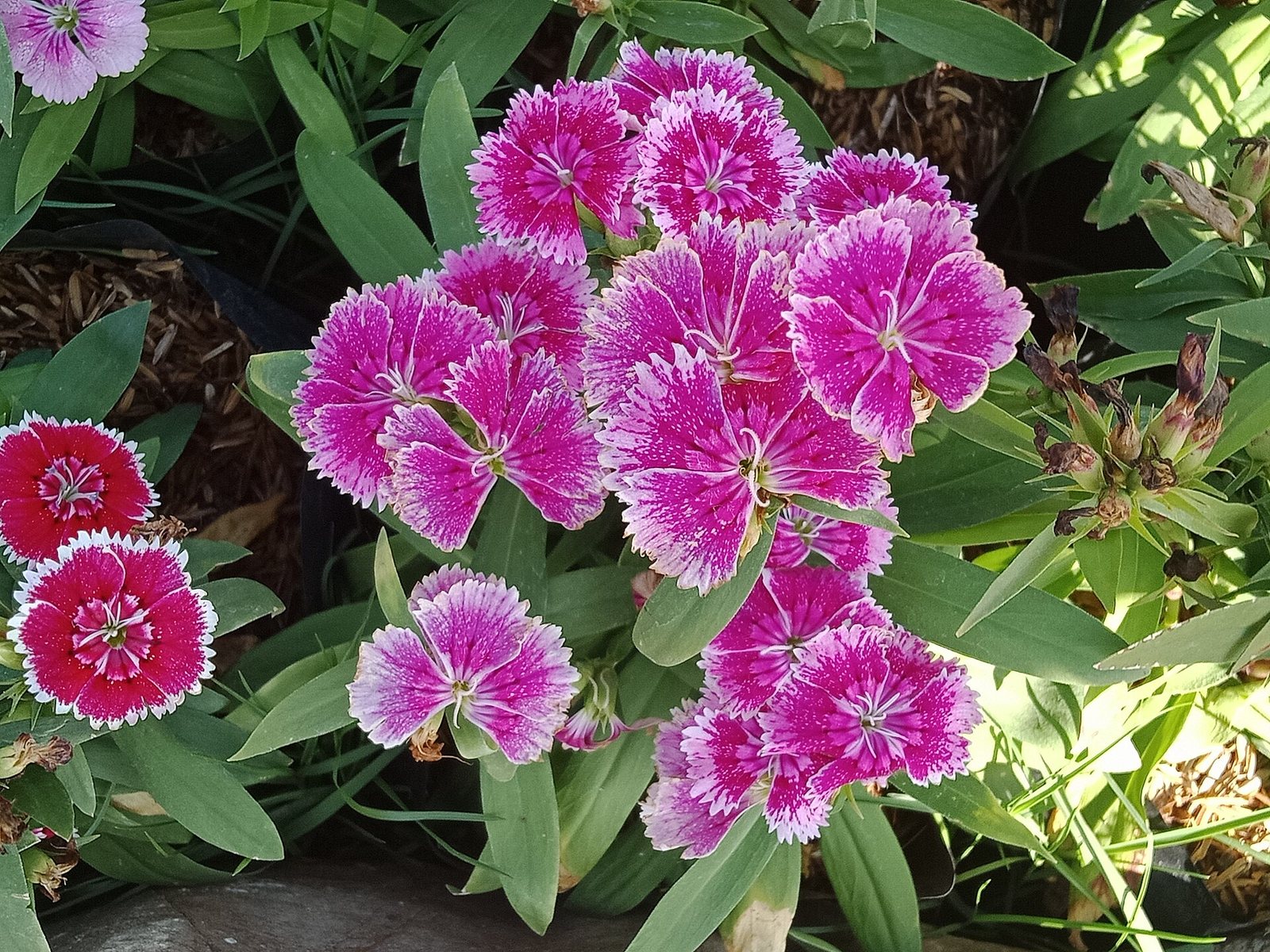 A cluster of bright pink flowers in a garden