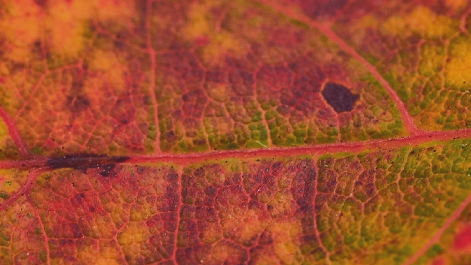 Close-up of an autumn leaf in warm rose and amber tones